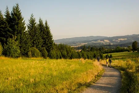 Three hikers walk along a dirt path through a grassy field bordered by tall evergreen trees on one side, with rolling hills and a clear sky in the distance.