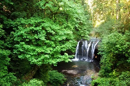 A small, multi-tiered waterfall cascading into a clear stream surrounded by lush green foliage and tall trees in a secluded, sun-dappled forest.