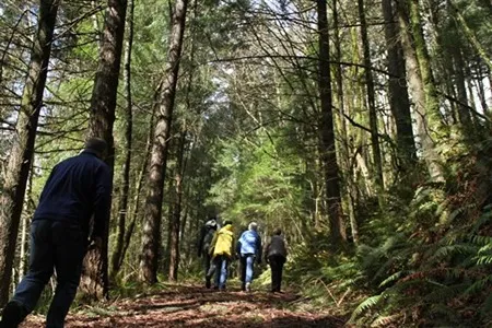 A group of four people hike along a leaf-covered trail through a dense forest of tall, straight trees reaching up towards a partly cloudy sky. Sunlight filters through the canopy, illuminating the path ahead.