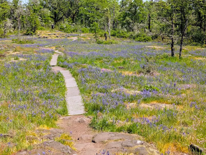 Camassia Natural Area